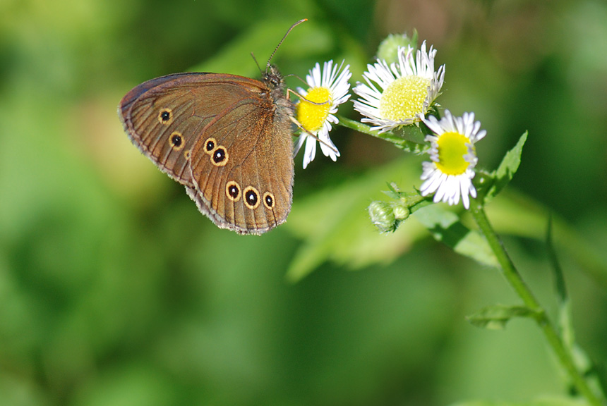 Aphantopus hyperantus del Vicentino